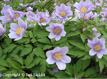  Anemone nemorosa caerulea - hmyvuokko - bl vitsippa